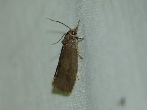 Pseudosciaphila branderiana
